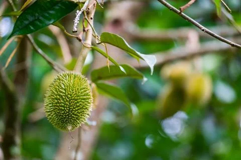Young durian Stock Photos