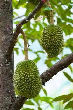 Young durian Stock Photos
