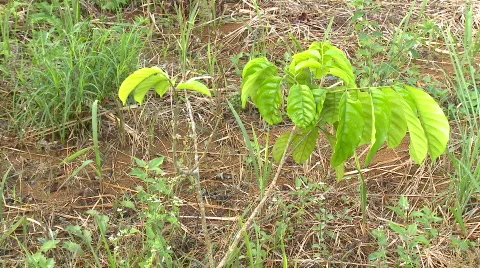 Young durian tree Video stock 607846