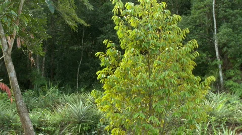Young Durian Tree with Pineapple and forest in the background Stock Footage 611644