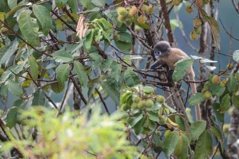 Young dusky langur Stock Photos