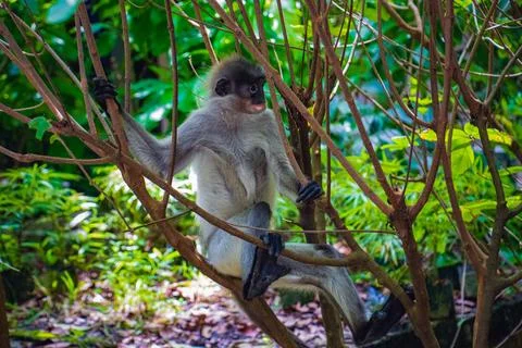 Young Dusky Leaf Monkey Perched on Tree Branch in Zoo, Malaysia Stock Photos