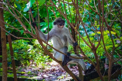 Young Dusky Leaf Monkey Perched on Tree Branch in Zoo, Malaysia Stock Photos