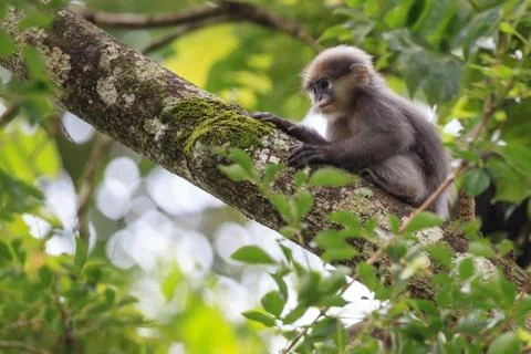 A young dusky leaf monkey Stock Photos