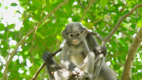 Young dusky leaf monkey, spectacled langur or spectacled leaf monkey Video stock 87217339