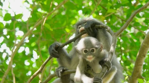 Young dusky leaf monkey, spectacled langur or spectacled leaf monkey Stock Footage 87217366