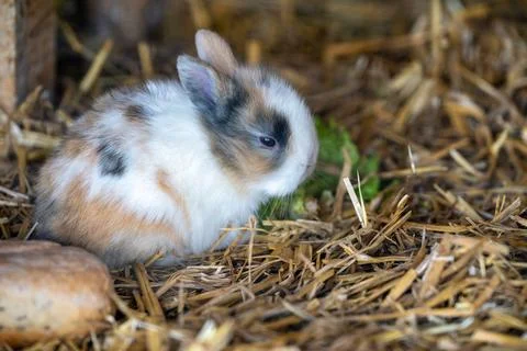 Young dwarf rabbit sitting in straw with green leaf Stock Photos