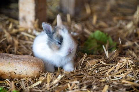 Young dwarf rabbit sitting in straw Stock Photos