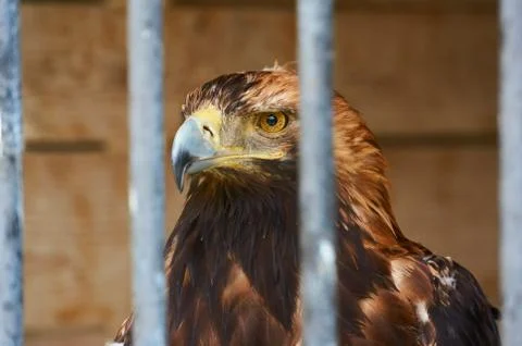 Young eagle behind bars at the zoo. Stock Photos