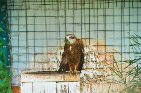 Young eagle behind bars at the zoo. Stock Photos