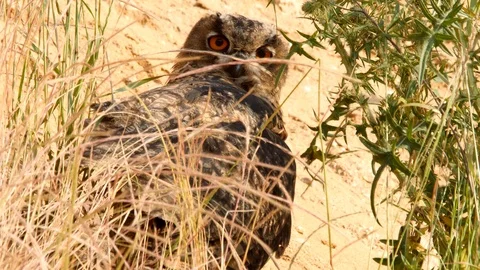 Young Eagle owl cleaning feathers in early morning sun, wildlife - Bubo bubo Stock Footage 111435083