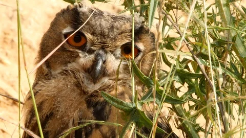 Young Eagle owl in early morning sun, wildlife - Bubo bubo - UHD/4K stock video Video stock 111434818