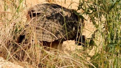 Young Eagle owl eats prey in early morning sun, wildlife - Bubo bubo Stock Footage 111434835