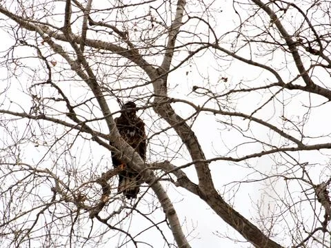 Young Eagle Perched In Tree Stock Photos