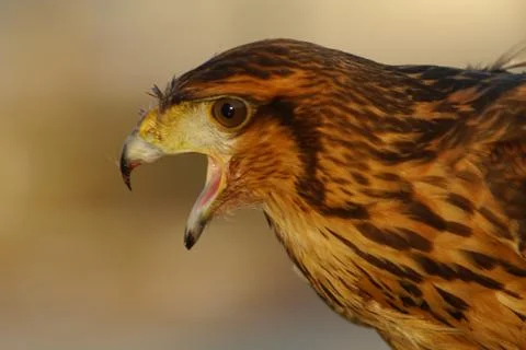 Young eagle Stock Photos