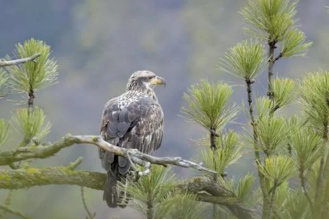 Young eagle in a pine tree. Stock Photos