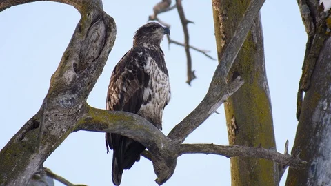 Young eagle sitting on a branch Stock Footage 128148397