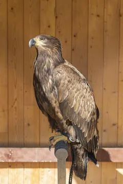 Young eagle sitting on a perch. He is tied up - falconry-led. In the backgrou Stock Photos