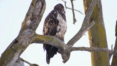 Young eagle sitting in a tree Stock Footage 128148394