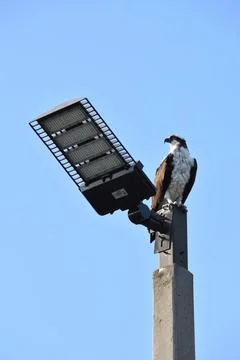 Young eagle on the solar panel light pole. Blue sky background. Copy space. Stock Photos