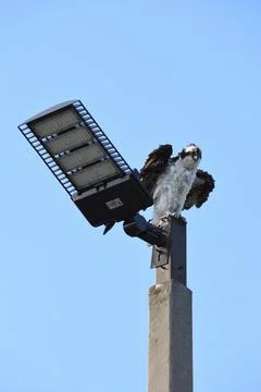 Young eagle spread the wings on the solar panel light pole. Stock Photos