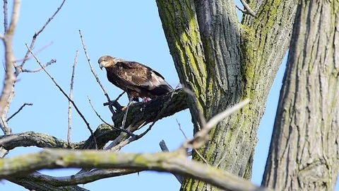 Young eagle in a tree 動画素材 124540865
