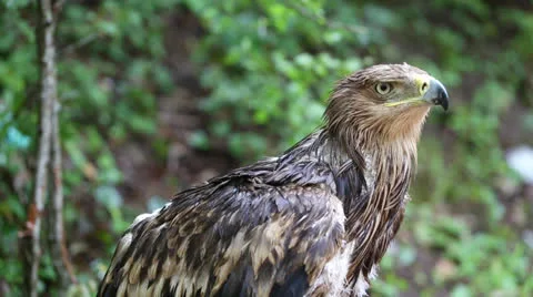 Young eagle wet after rain Stock Footage 25852089