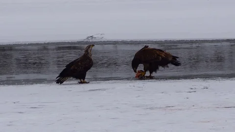 Young eagles feeding Stock Footage 128145615