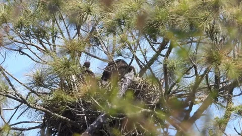 Young eaglets perched on a net on a windy day 動画素材 254766193