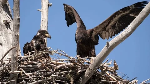 Young Eaglets Practicing Wings in a Large Nest. Stock Footage 321180208