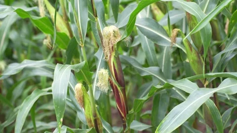 A young ear of corn growing on a maize plant Stock Footage 344705879