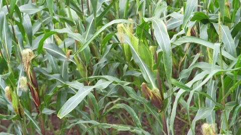 A young ear of corn growing on a maize plant Stock Footage 344705882
