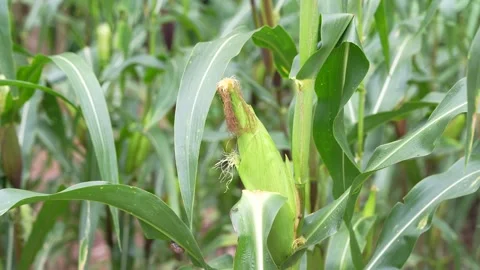 A young ear of corn growing on a maize plant Stock Footage 344705889