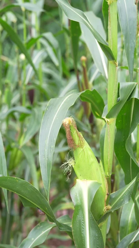 A young ear of corn growing on a maize plant Stock Footage 344705924