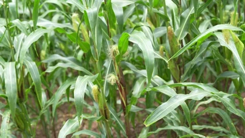 A young ear of corn growing on a maize plant Stock Footage 344706828