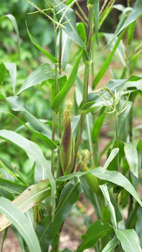 A young ear of corn growing on a maize plant Stock Footage 344706830