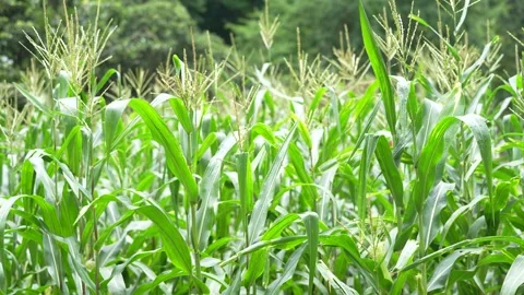 A young ear of corn growing on a maize plant Stock Footage 344706836