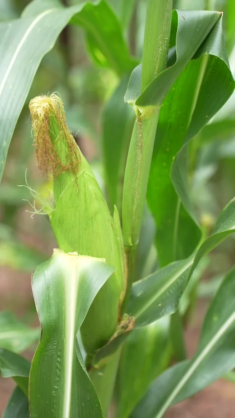 A young ear of corn growing on a maize plant Stock Footage 344706843
