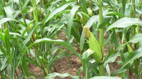 A young ear of corn growing on a maize plant Stock Footage 344706869