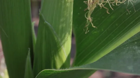 Young ear of corn with silk, corn cob, corn field, full grown, close up, tilt up Stock Footage 52607375