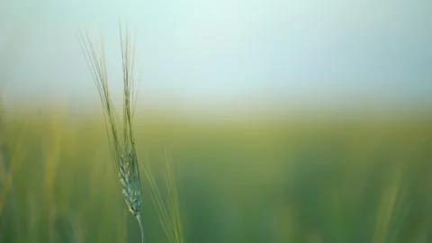 Young ear of oats rye or wheat against the background of a large green field Video stock 203977859
