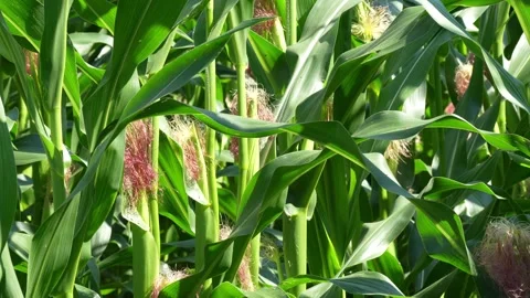Young Ears of Corn Field footage Stock Footage 339195710