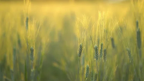 Young ears in the rays of the bright setting sun. Large field of wheat rye oats Stock Footage 203977715