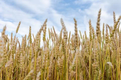Young ears of wheat close up Stock Photos
