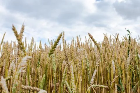 Young ears of wheat close up Stock Photos