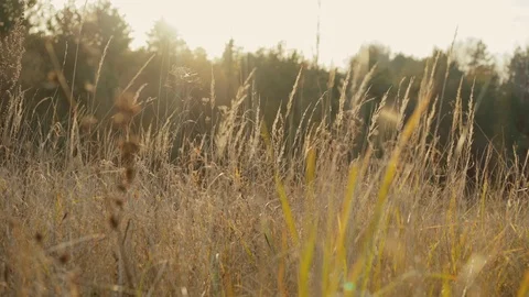 Young ears of wheat swaying the wind, steppe on a sunny day in the spring Stock-Footage 105028977