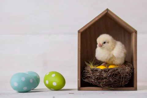 Young easter chicken in home, easter concept Stock Photos