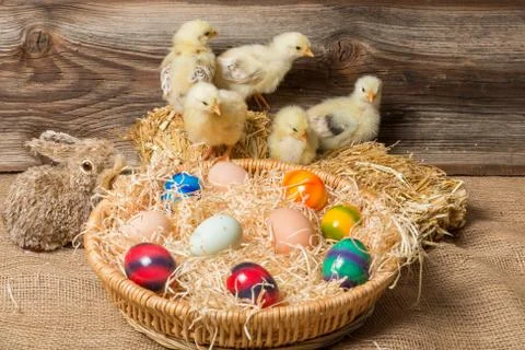 Young easter chicks in the nest Foto stock