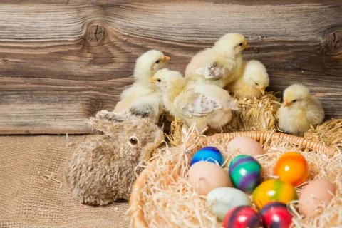 Young easter chicks in the nest Stock Photos