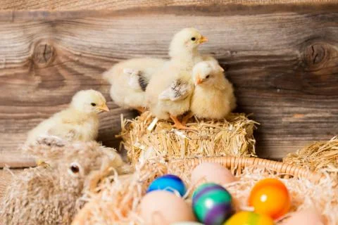 Young easter chicks in the nest Stock Photos